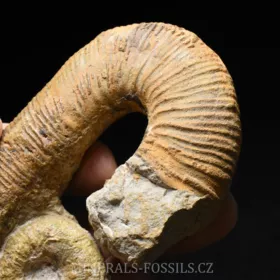 amonit Acrioceras sp.