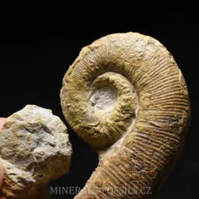 amonit Acrioceras sp.