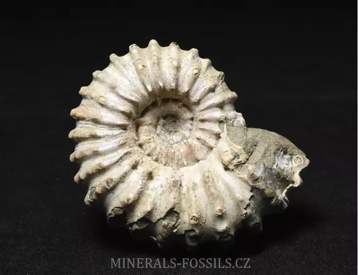 amonit Douvilleiceras mammilatum