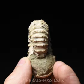 amonit Douvilleiceras mammilatum