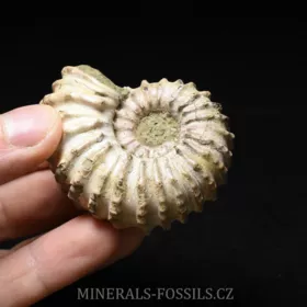 amonit Douvilleiceras mammilatum