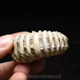 amonit Douvilleiceras mammilatum