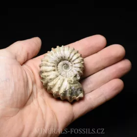 amonit Douvilleiceras mammilatum