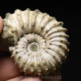 amonit Douvilleiceras mammilatum