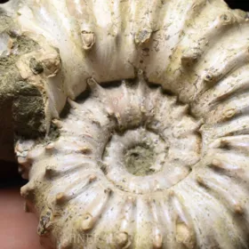 amonit Douvilleiceras mammilatum