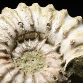 amonit Douvilleiceras mammilatum