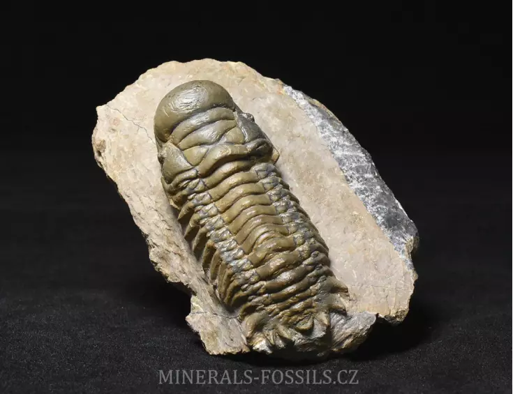 trilobit Crotalocephalina gibba