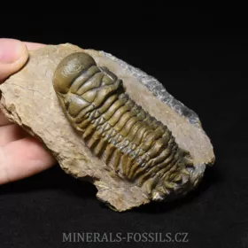 trilobit Crotalocephalina gibba