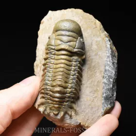 trilobit Crotalocephalina gibba