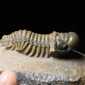 trilobit Crotalocephalina gibba
