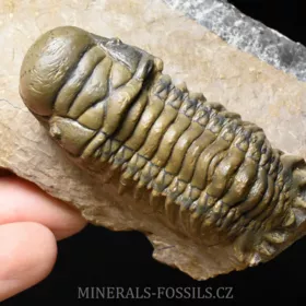 trilobit Crotalocephalina gibba