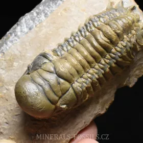 trilobit Crotalocephalina gibba