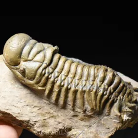 trilobit Crotalocephalina gibba