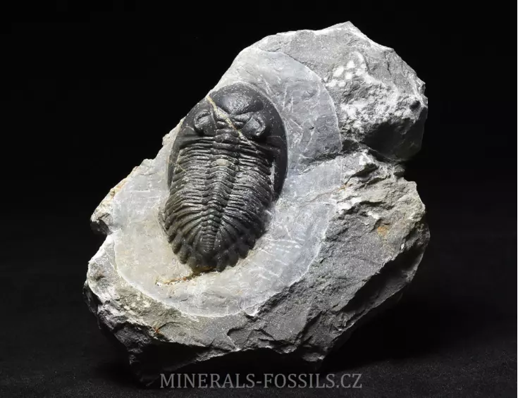 trilobit Hollardops merocristata