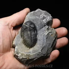 trilobit Hollardops merocristata