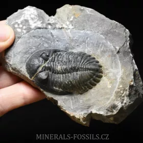 trilobit Hollardops merocristata