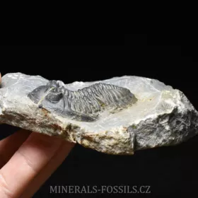 trilobit Hollardops merocristata