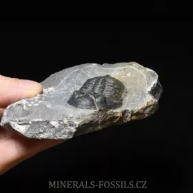 trilobit Hollardops merocristata