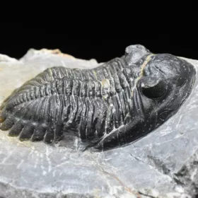 trilobit Hollardops merocristata