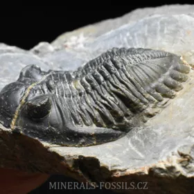 trilobit Hollardops merocristata