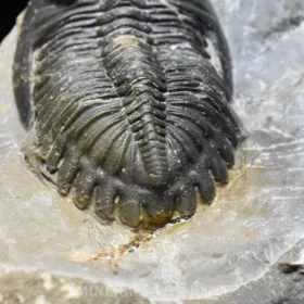 trilobit Hollardops merocristata