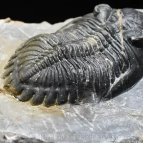 trilobit Hollardops merocristata