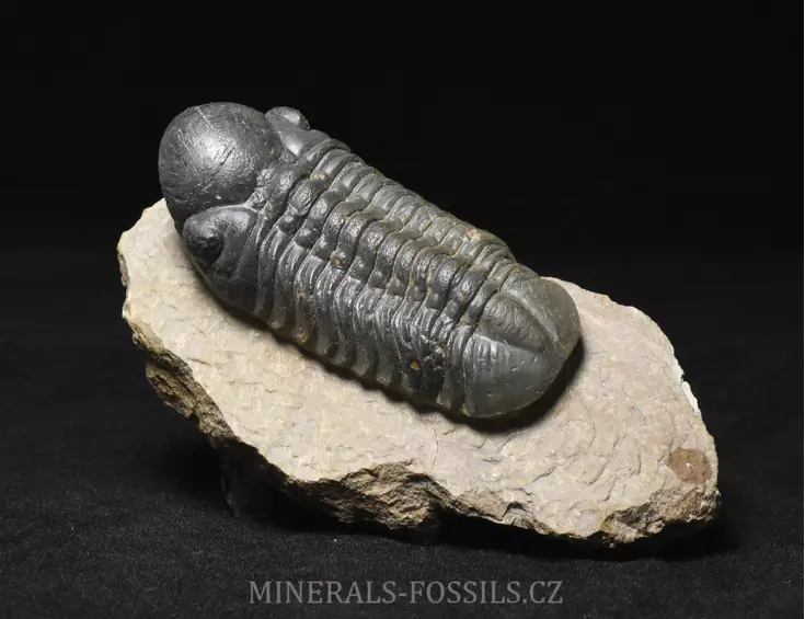 trilobit Reedops cephalotes