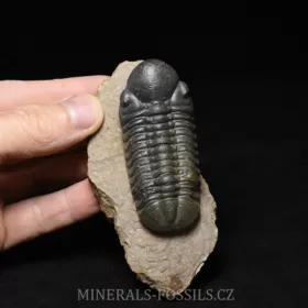 trilobit Reedops cephalotes
