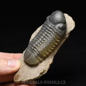 trilobit Reedops cephalotes