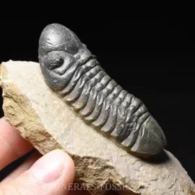 trilobit Reedops cephalotes