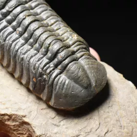 trilobit Reedops cephalotes
