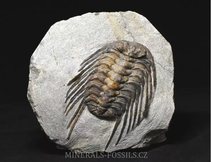 trilobit Selenopeltis buchi