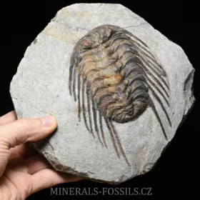 trilobit Selenopeltis buchi