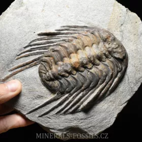 trilobit Selenopeltis buchi