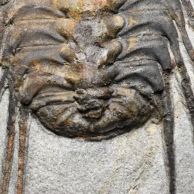 trilobit Selenopeltis buchi