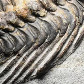 trilobit Selenopeltis buchi