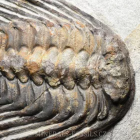 trilobit Selenopeltis buchi