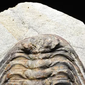 trilobit Selenopeltis buchi