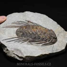 trilobit Selenopeltis buchi