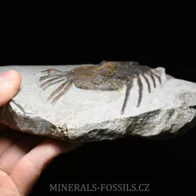 trilobit Selenopeltis buchi