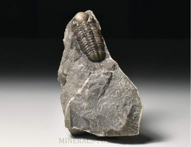 trilobit Reedops decorus