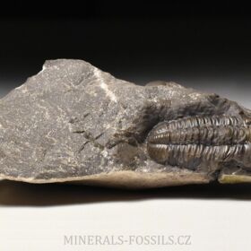 trilobit Reedops decorus