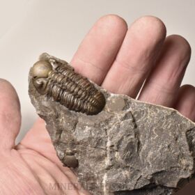 trilobit Reedops decorus