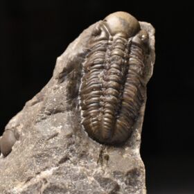 trilobit Reedops decorus