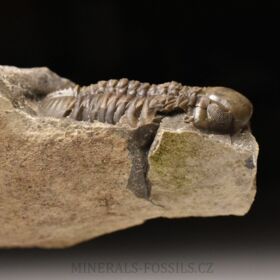 trilobit Reedops decorus