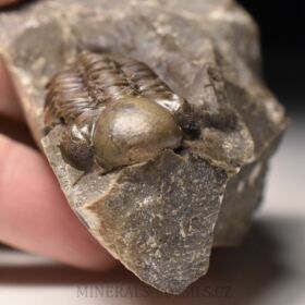 trilobit Reedops decorus