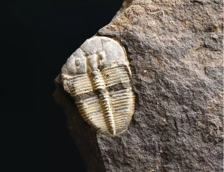 trilobit Aulacopleura konincki