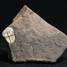 trilobit Aulacopleura konincki