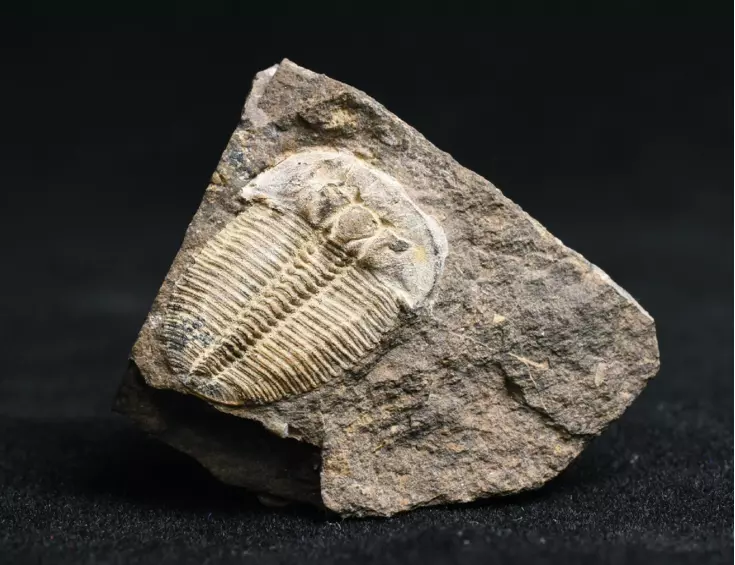 trilobit Aulacopleura konincki