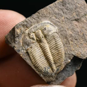 trilobit Aulacopleura konincki